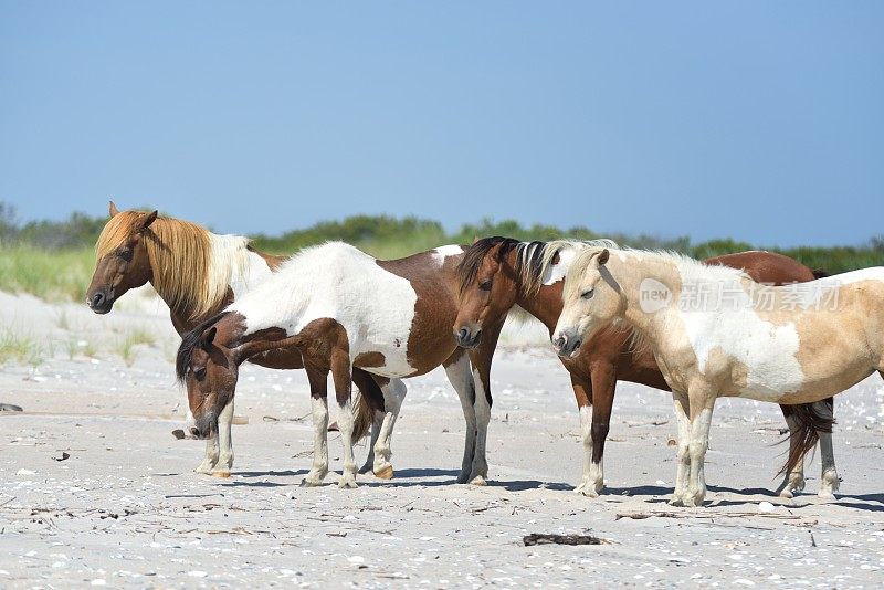 Assateague Chincoteague Pony全家福